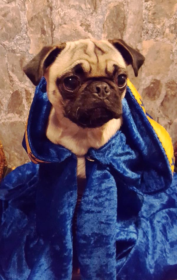 /images/uploads/pug nation rescue of los angeles/pugnation2020/entries/11351thumb.jpg